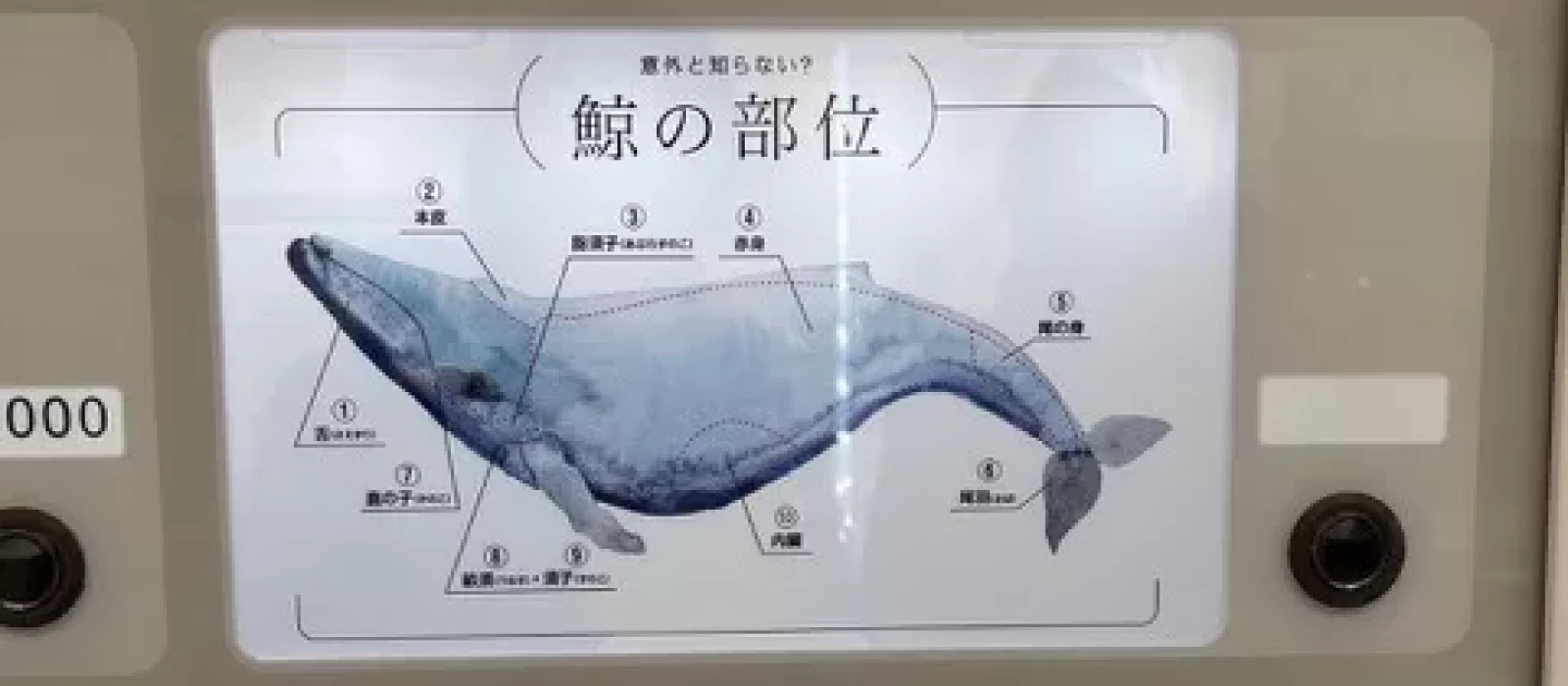 Infografik darüber, welche Teile des Wals gegessen werden können.