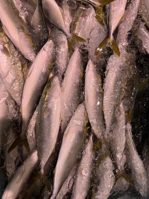 Der Fisch, wie dieser Gelbschwanz, wird frisch gefangen und an Toyama und andere Orte in der Umgebung weiterverkauft. Es gibt Trends im Fischkonsum, die niemand wirklich erklären kann. In letzter Zeit ist der poröse Allolepis hollandis begehrt, ein Tiefseefisch, der in der Bucht von Toyama gefangen wird.